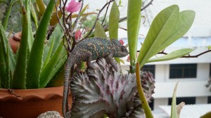 P1020283 L'ami de Philip © Helen Doyle 2012