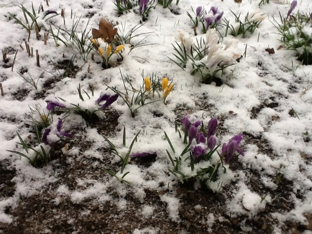Crocus de mon jardin d'avril © Helen Doyle 2012
