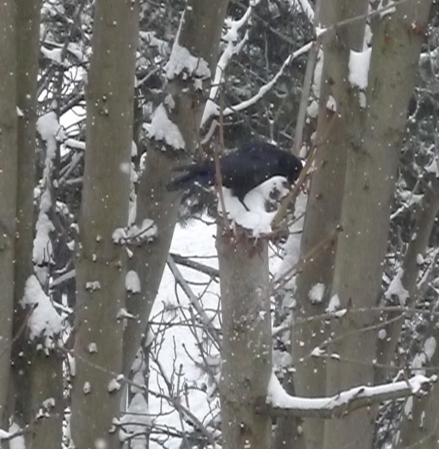 Un jour en janvier, Parc Villemin, Paris © Helen Doyle 2013