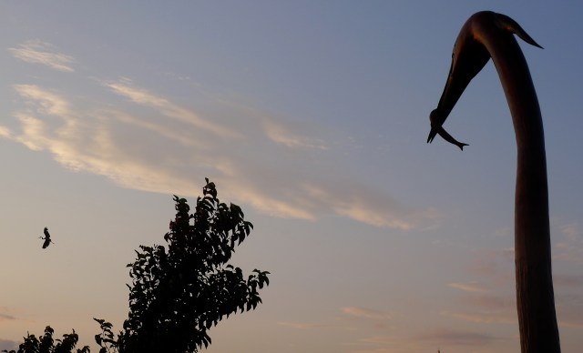 hérons de Bonnaventure @ helen Doyle hérons de Bonnaventure @ helen Doyle