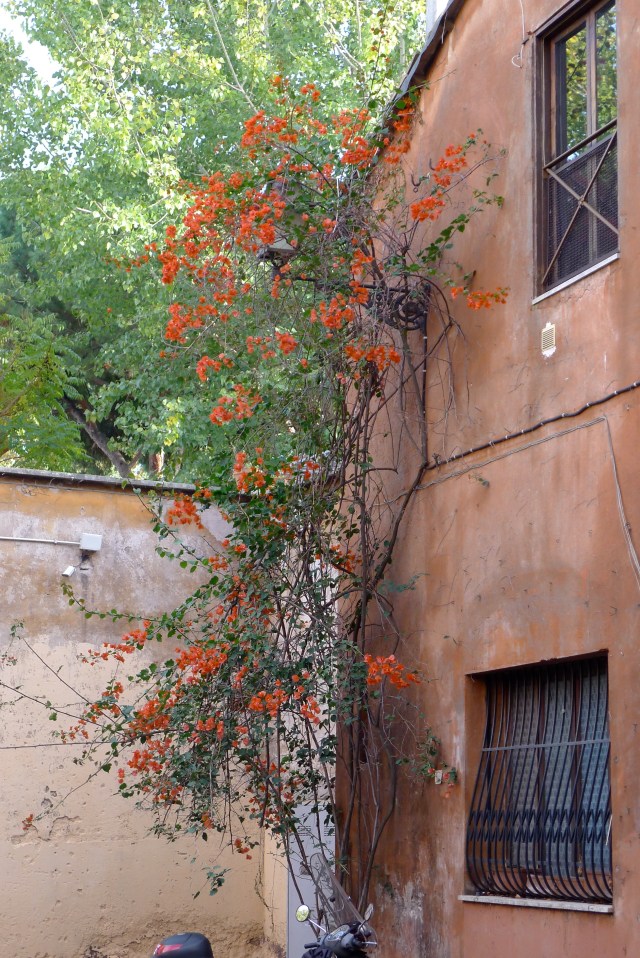 A Trastavere © Helen Doyle 2013 A Trastavere © Helen Doyle 2013 (P1060612)