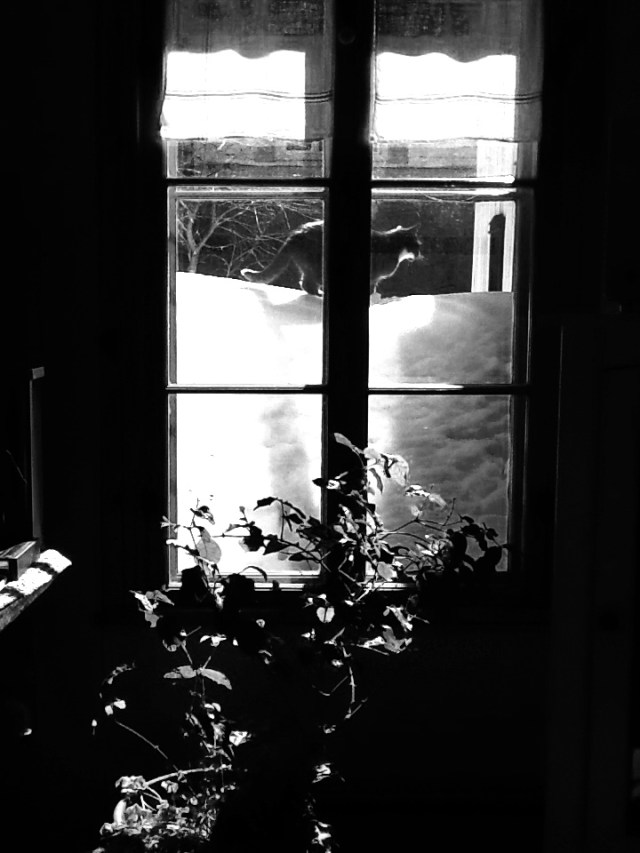 De ma fenêtre (hommage à Jean-Louis Freund) © Helen Doyle 2014