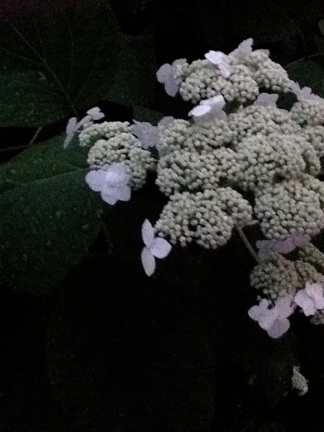 Dans mon jardin © Helen Doyle 2013 IMG_0934