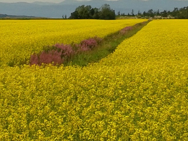 Champs de colza, Saint-Germain © Germain Bonneau 20140721_133043