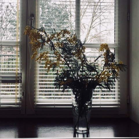 Recollets-Mimosas-1_20190314