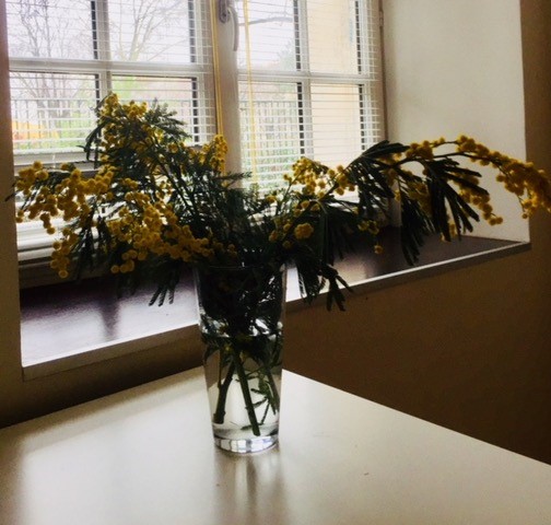 Recollets-Mimosas-2_20190314